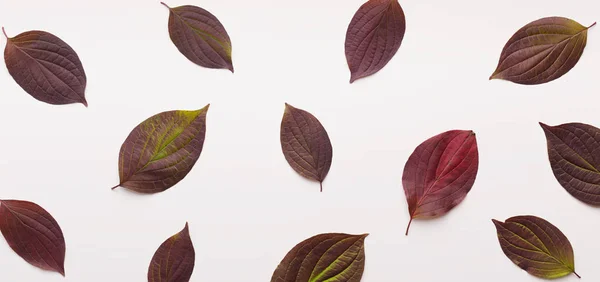 Fundo de outono criativo com folhas pequenas de cor escura — Fotografia de Stock