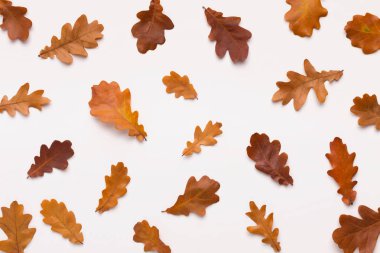 Farklı boy meşe palamudu kahverengi yaprakları beyaz arka plan üzerine düşen