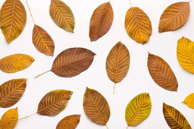 Altın sonbahar ölü yaprakları beyaz backgraund üzerine düşen