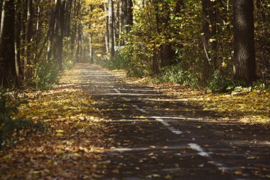 Boş kırsal yol ve renkli ağaçlar ile manzara