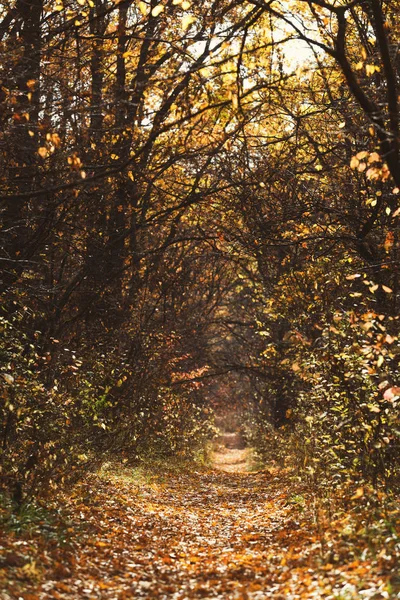 Caminho romântico na floresta de outono com raios de sol matinais — Fotografia de Stock