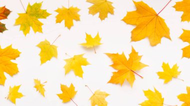 Fallen ile Sonbahar arka plan beyaz üzerinde kavram bırakır