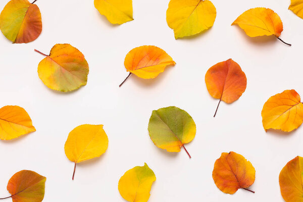 Colored fallen leaves laying out on white background