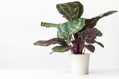 Beyaz duvar üzerinde beyaz tencerede Houseplant maranta
