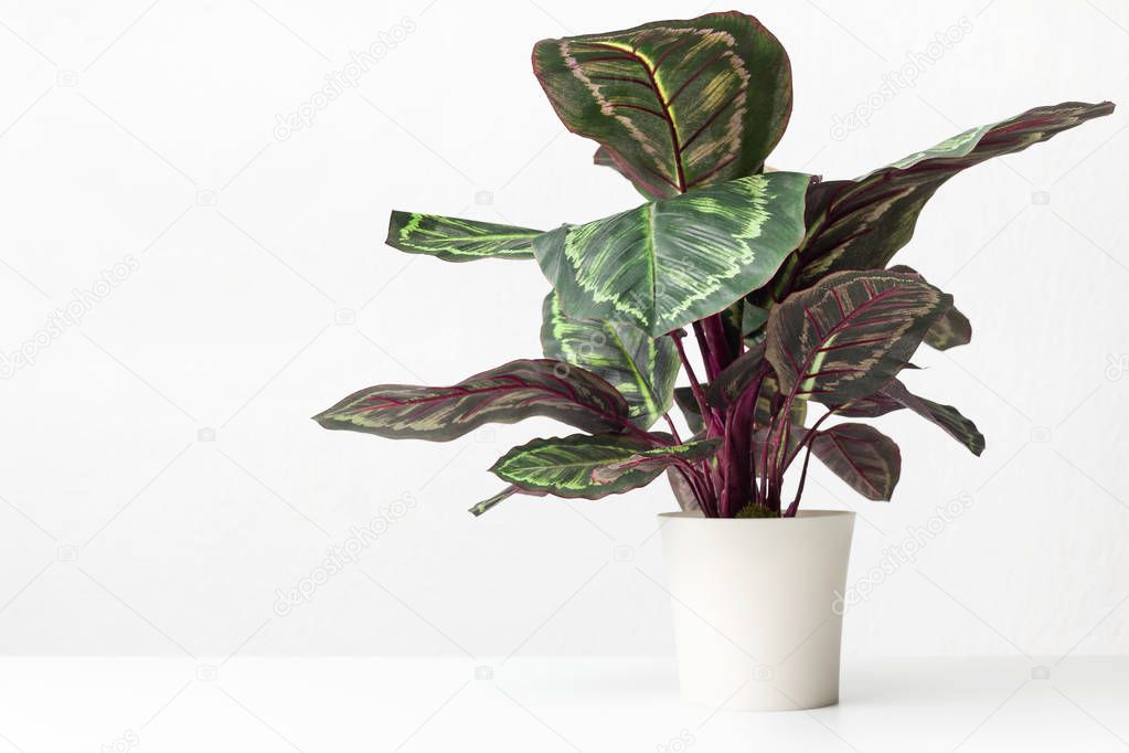 Houseplant maranta in white pot over white wall