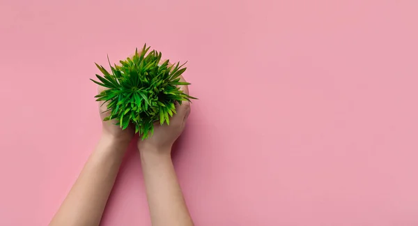 Ontwerper putting Evergreen plant in pot op roze achtergrond — Stockfoto