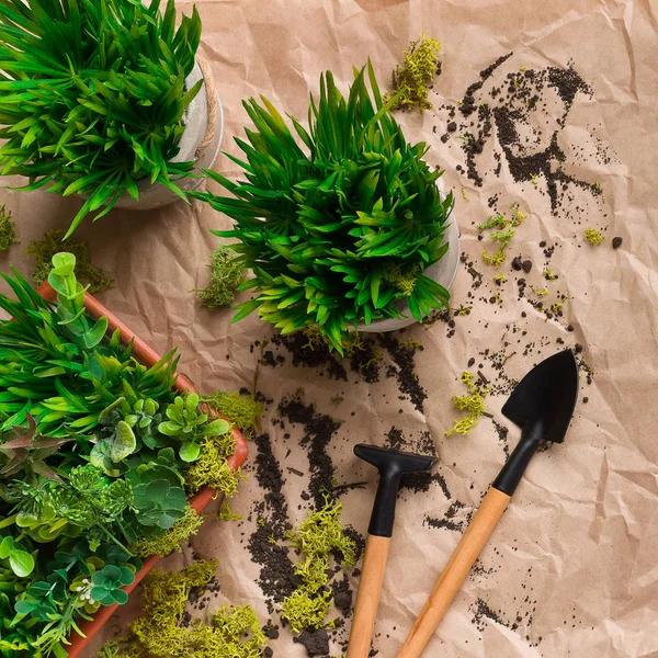 Grassy plants in pots with mini tools nearby — Stock Photo, Image