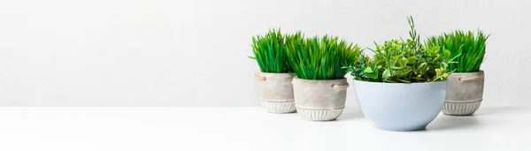 Grazige sierplanten in verschillende potten tegen witte muur — Stockfoto