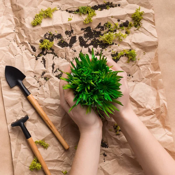 Planta de transplante florista em vaso sobre fundo de papel artesanal — Fotografia de Stock