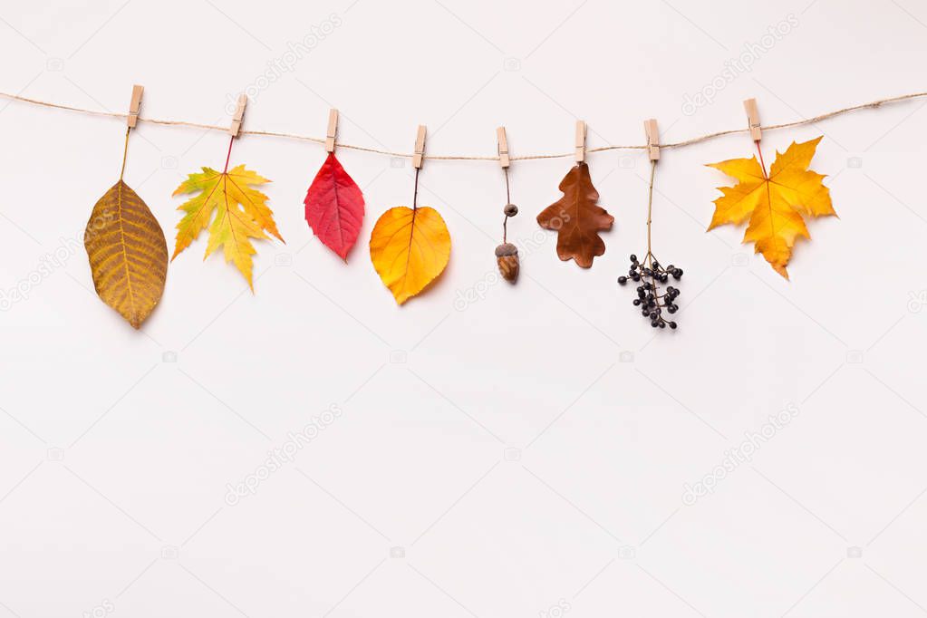 Creative autumn background with drying on rope leaves