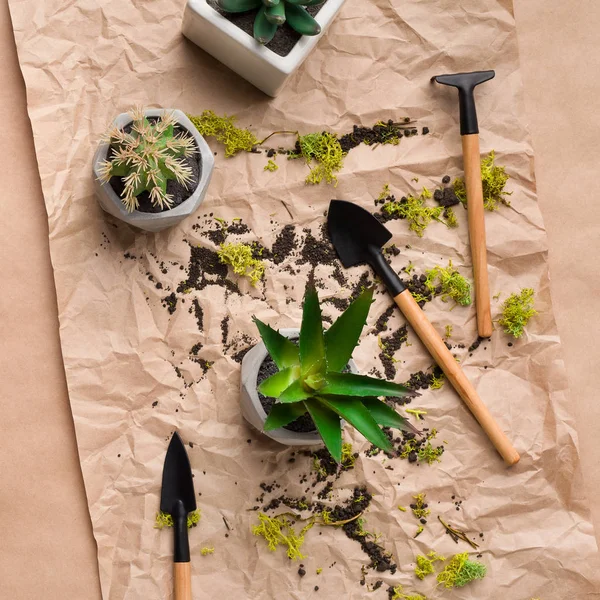 Succulent plants and gardening tools on craft paper — Stock Photo, Image