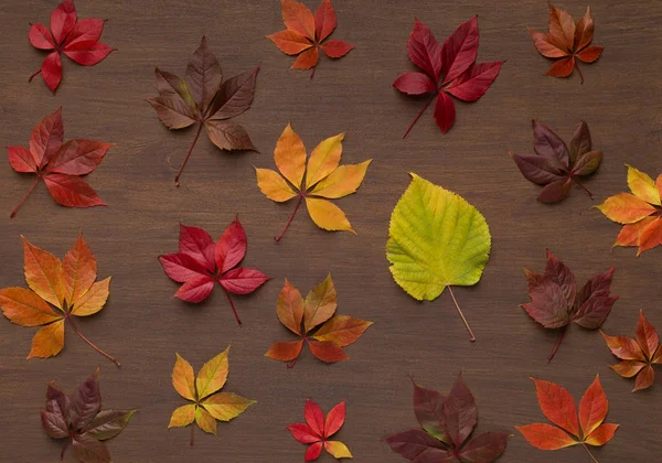 Jesienne tło z płaskiego lay kolorowych martwych liści — Zdjęcie stockowe