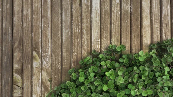 Pianta verde decorare creativamente sfondo recinzione in legno — Foto Stock