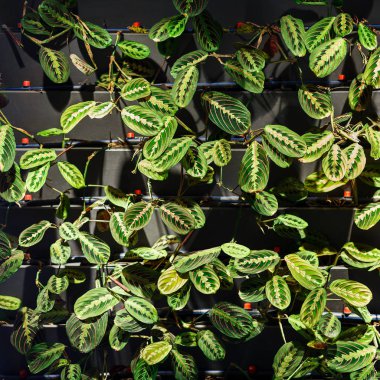 Modern kafede siyah duvar dekorasyon Yeşil doğal bitkiler