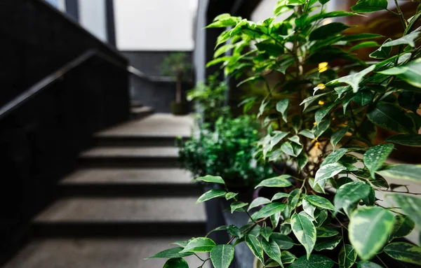 냄비에 신선한 녹색 식물은 카페에 현대적인 계단을 장식 — 스톡 사진