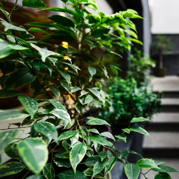 Zrób naturalny wystrój wnętrz z zielonymi roślinami dekoracyjnych — Zdjęcie stockowe