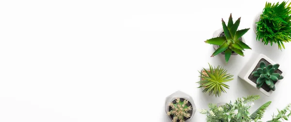 Mini succulent plants in pots on white background — Stock Photo, Image