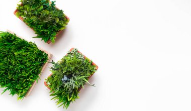 Beyaz arka planda farklı saksılarda suni çimen bitkileri