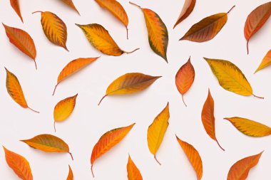 Sonbahar arkaplanı beyaz üzerine düşen parlak renkli yapraklarla