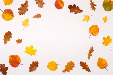 Renkli yapraklar beyaz arkaplanda yuvarlak çerçeve oluşturur