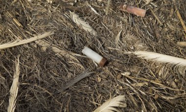 Plajdaki plastik çöpler kuş tüyleri arasındaydı.