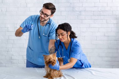Professional vet with assistant vaccinating little dog in animal clinic, blank space for text clipart