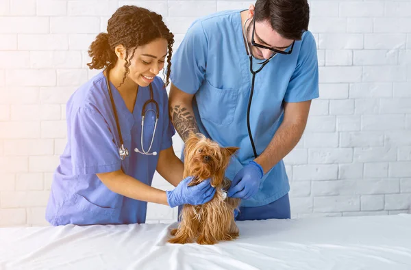 Veterinaire specialisten helpen kleine patiënt in dierenkliniek — Stockfoto