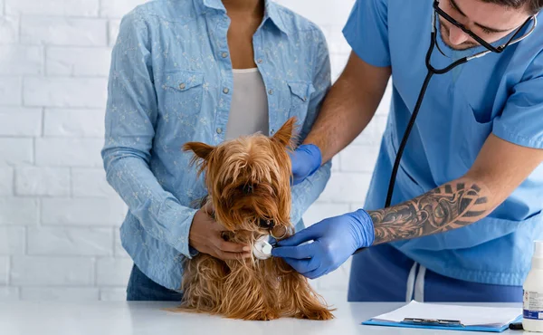 Visita anual ao veterinário. Jovem e seu animal de estimação no check-up com médico veterinário na clínica, close-up — Fotografia de Stock