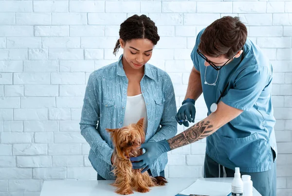 Imunização animal. Veterinário médico fazendo injeção de vacina para cachorrinho bonito no consultório médico, espaço de cópia — Fotografia de Stock