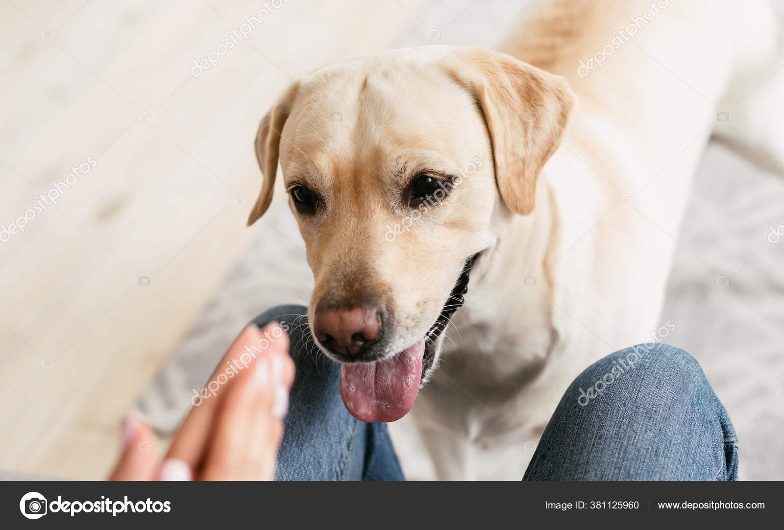 Are Labradors Good For Apartments