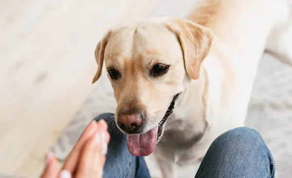 Labrador retriever sta giocando con il proprietario a casa — Foto Stock
