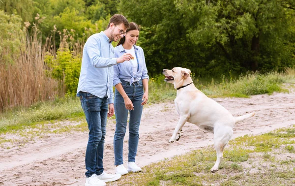 Giovane coppia dando un ossequio al loro cane obbediente — Foto Stock