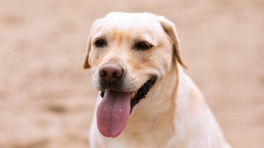 Labrador av köpeği kameraya bakıyor, yürüyor.