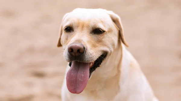 Лабрадор ретривер собака смотрит в камеру, гуляя — стоковое фото