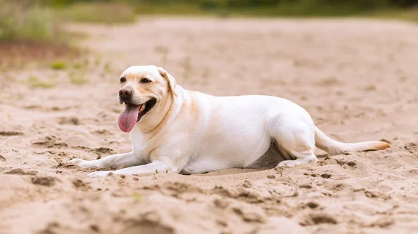 Собака-лабрадор смотрит в камеру, лежит на песке — стоковое фото