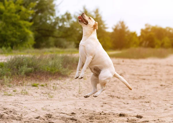 拉布拉多猎犬猎犬跳跃并在户外玩耍 — 图库照片