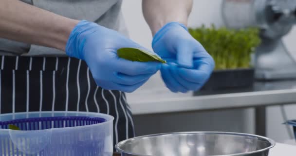 Chef profesional pelando espinacas frescas en la cocina comercial — Vídeo de stock