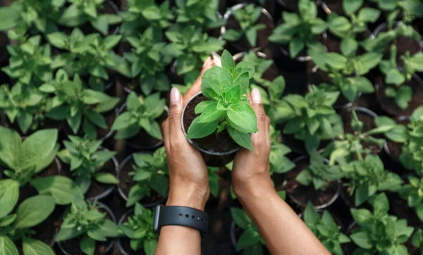 Nový život a správa moderních skleníků. Ruce africké americké dívky držící hrnec — Stock fotografie