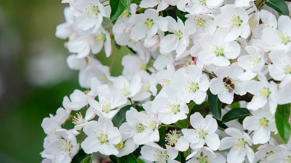 Polinización de flores en primavera. La abeja se sienta en la flor blanca —  Fotos de Stock