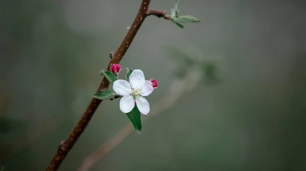 Fioritura primaverile e nuova vita della natura. Un fiore bianco su melo, su sfondo verde sfocato — Foto Stock