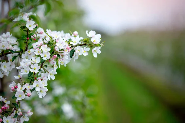 Lush blooming on trees. Spring flowering gardens on blue cloudless sky — Stock Photo, Image