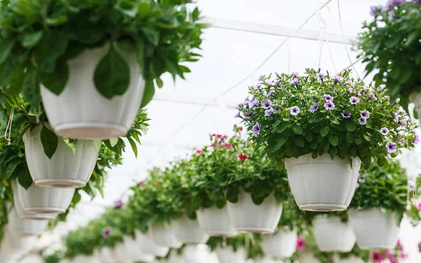 Piante d'appartamento nell'aranciere. Fiori multicolori in fiore pendono in vasi sotto il soffitto — Foto Stock