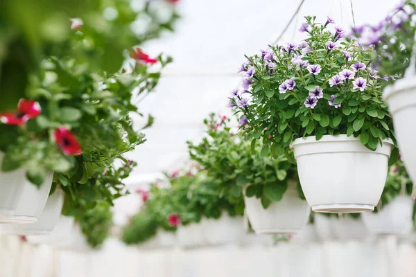 Flor invernadero a la luz del día. Petunias y campanulas rosadas y moradas en macetas blancas —  Fotos de Stock