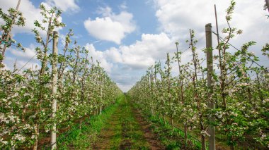 Arkaplanı bulutlu mavi gökyüzü olan elma çiftliğine giden yol