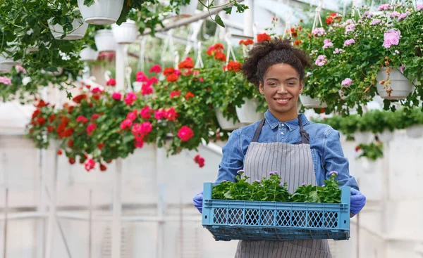 Εργασία αγρότη και κηπουρού με λουλούδια. Κορίτσι κρατώντας κουτί με λαχανάκια, γλάστρες με τριαντάφυλλα κρέμονται κάτω από το ταβάνι — Φωτογραφία Αρχείου
