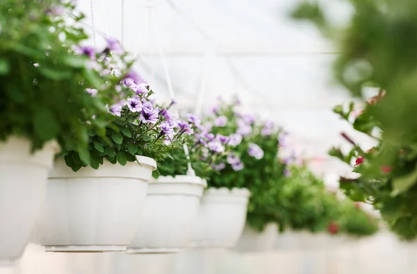 Odling av växter för trädgård i växthus. Violetta campanulor i vita krukor — Stockfoto