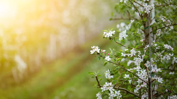 Coltivazione industriale in azienda. Fiori su ramo di melo, da vicino, bagliore di sole — Foto Stock