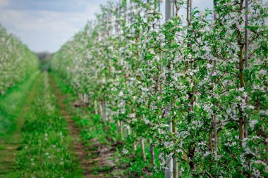 Çiçek açan bahçede yürü. Çiçekli sıra ağaçlar