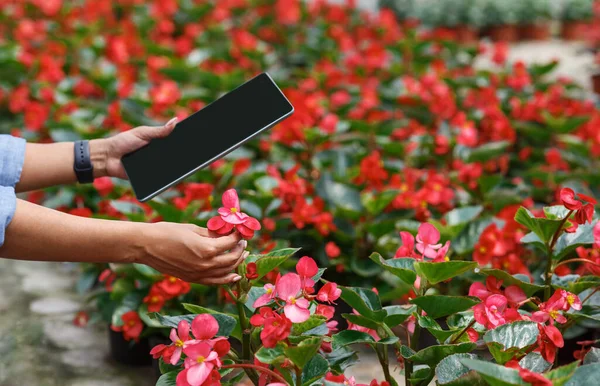 Modern bitki yetişiyor. Tabletli çiftçi kız serada çiçekleri kontrol ediyor.