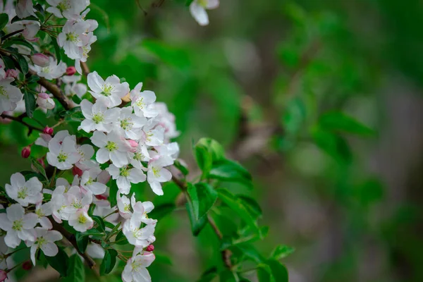 Jardín respetuoso con el medio ambiente. Muchas flores blancas y hojas verdes en la rama del manzano — Foto de Stock